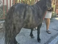 Stute, American shetland pony — Foto 2