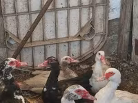 Ducks — फ़ोटो 1