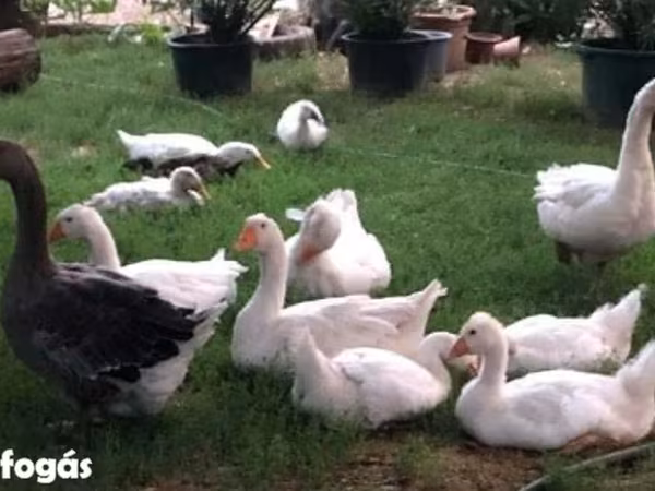 Geese
