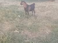 Ziegenbock, Ziegen — Foto 1