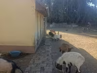 Ziegenbock, Ziegen — Foto 2