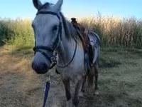 母马, Horses — 照片 2