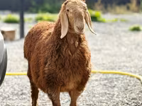 Ram, Hissar sheep — photo 2
