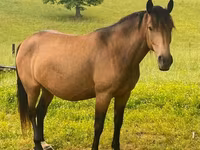 Kobila, Black Sea breed — fotografija 3