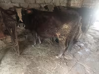 Cow, Cattle — photo 1