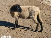 Oveja, Tsigai sheep — foto 5