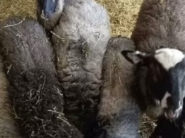 雄羊, Romanov sheep