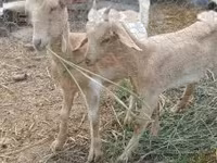 Goat, Goats — photo 1