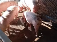 猪（批次，未指定性别）, Pigs — 照片 2