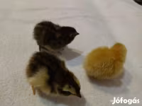 Quails — फ़ोटो 2