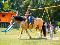 Horse (M), Gypsy horse — photo 2
