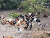 Chickens — Foto 5