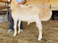 Ram, Sheep — photo 1