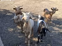 Billy Goat, Goats — photo 8