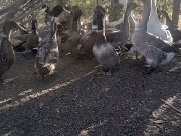 Ducks — Macarıstan
