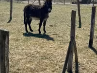 Cavalo, Kerry Bog Pony — foto 1
