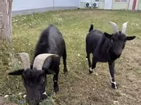 बकरा, Nigerian dwarf goats — फ़ोटो 3