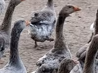Geese — الصورة 2