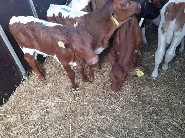 Бик, Simmental cattle