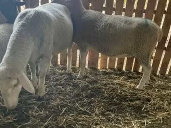 Schaf, Merinoland sheep