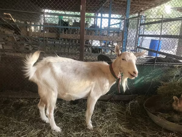 Kozioł, Saanen goat