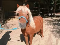 حصان, Shetland Pony — الصورة 1