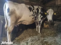 Vache, Russian Black pied cattle — photo 3
