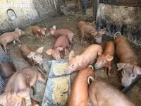 Cerdos (lote, sexo no especificado), Дюрок — foto 4