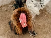 Chickens — fotografija 4