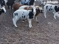Ovan, Jacob's sheep — fotografija 2