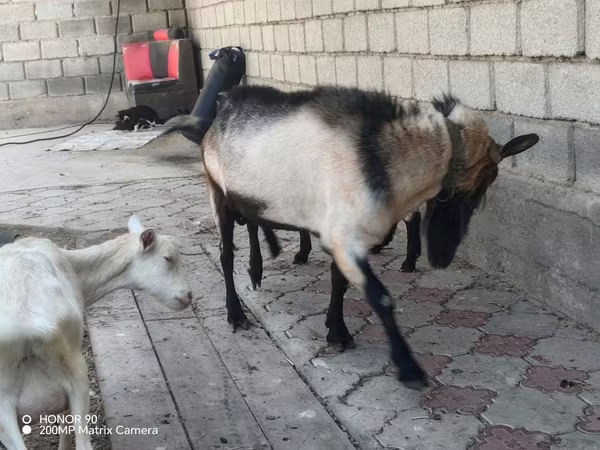 Jarac, Alpine goat