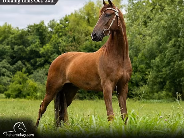Pastuv, Tennessee Walking Horse
