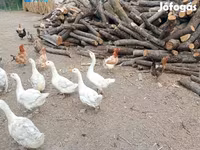 Geese — 照片 8