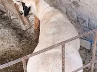 Moutons (lot, sexe non indiqué), Moutons — photo 3