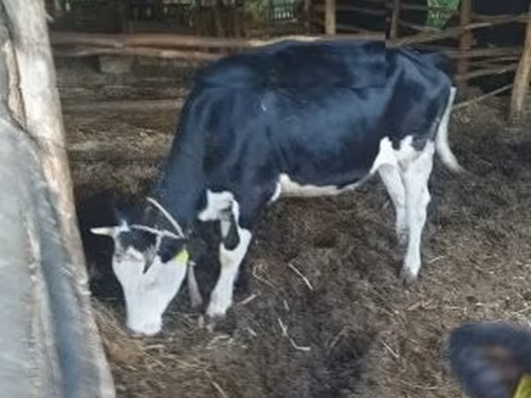 Vaca, Russian Black pied cattle