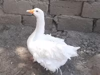 Geese — fotografija 1