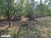 公羊, Tsigai sheep — 照片 1