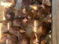 Chickens — Foto 3