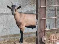 Boucs, Alpine goat — photo 1