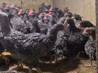 Chickens — fotografija 2