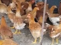 Chickens — photo 3