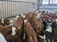 Goveda (partija, pol nije naveden), Simmental cattle — fotografija 3