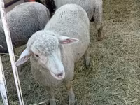 Ram, Sheep — photo 2