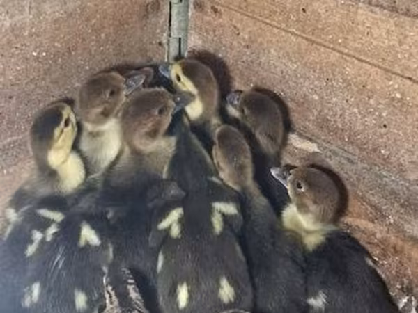 Ducks