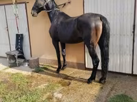 घोड़ी, Nonius horse — फ़ोटो 2