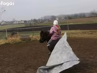 حصان, Shetland Pony — الصورة 3