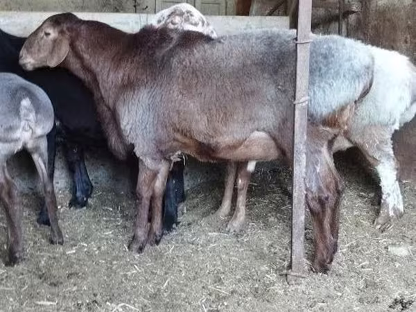 Qoç, Hissar sheep