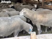 Ram, Sheep — photo 7