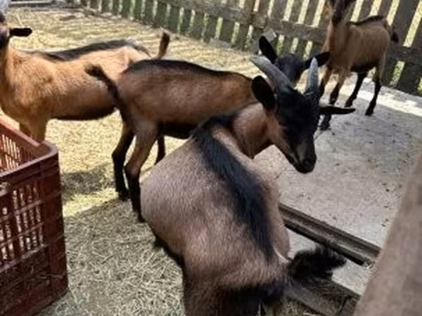 雄ヤギ, Alpine goat — ハンガリー
