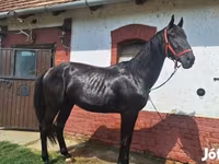 Pastuv, Nonius horse — fotografija 5
